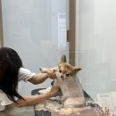 미용해·독 | 영등포 애견미용 추천 라우프독에서 노견 미용 한 솔직 후기