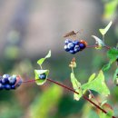 꽃며느리 이미지