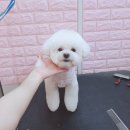 코지펫살롱 이미지