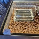 할로인풍 | 공주 정안 카페 화려하지만 아늑한 분위기의 공주 할로인풍