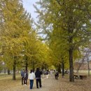 은행나무길(문화재단앞) | 여주 강천섬 캠핑장 후기｜인현왕후4 명당 사이트, 축제·은행나무길·시설 솔직후기