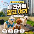 M0프로젝트 | [안양/호계] 안양 신상 애견놀이터 멍루프애견놀이터 대관 후기| 루프탑까지 있는 프라이빗 공간