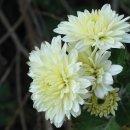 장지7통 (옥내1) | 후불제상조 3일장 발인 장례절차