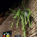 빌라지오 이미지