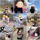 청플러스비뇨기과의원 | [26.04.09.] 찰떡일기 (72) :: D+337~343 생후 10개월 졸업❤️│생애 첫 벚꽃 축제🌸│돌잔치 식당 예약...