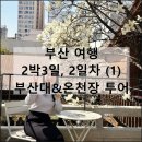 금빛초등학교 정문 앞 | 부산 여행 데이트 | 부산대 온천장 가볼만한곳 정문토스트 모모스커피 본점 목련 개화