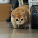 빨간고양이