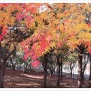 둥지해오름 이미지