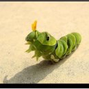 명문유치원 이미지