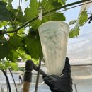 도곡농장2 이미지