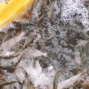 삼천포회구이 이미지