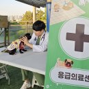 그린종합나무병원 데일리벳