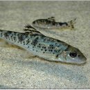 어름치마을 이미지