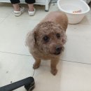 털찐댕댕이 이미지