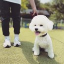 견생연구소 애오 이미지