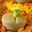 살아있는 돌...리톱스(lithops) 이미지