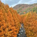 2025년 11월 15일 토요일 장태산 메타세콰이어 숲길 트래킹 갑니다~~ 이미지