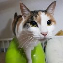 고양이 쉼터 이미지