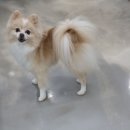 아망도그플레이스 이미지