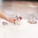 미니미니 뿅뿅 이미지