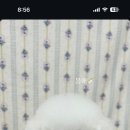 러비도기 이미지