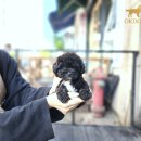 애견천사들 이미지