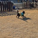 캠프위드펫&애견글램핑 이미지