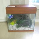 어항, 스타크래프트 CD 팝니다..... 이미지