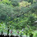 5욀18일 울집거실베란다에 핀 무궁화적단심계 상진분화재배 창문유리창으로 양달개비꽃 소나무도보인다 이미지