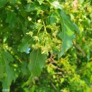 주월리한배미마을 이미지