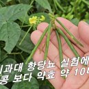 [야생팥 활용방법] 꿀팁~! 동물실험에서 항당뇨 재배하는 것 보다 10배 이상 / 특허출원 다수 이미지