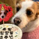 응암애견 이미지