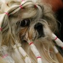 강아지 미용 이미지