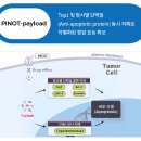 피노