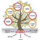 대사증후군 (代謝症候群) 이미지