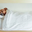 신흥동물병원 이미지