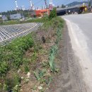 주유소꽃길 이미지