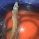 밤바람 Daum카페