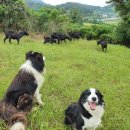 약산농장 이미지