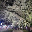 산머루산장 | [울산] 언양 작천정 벚꽃 실시간(22.04.07 기준), 울산 벚꽃 추천 명소, 주차정보