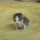 힉힉호무리 이미지