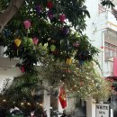 유창가든 | [베트남/나트랑] 여행 2일차 미아리조트 가든 빌라 조식 내돈내산 후기 (+ 가격, 배달)