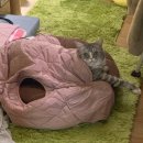 내방안 고양이 | 배고픔과 싸우는 고양이와 저니를 응원하고 싶다면 제발 화이팅이라고 외쳐줘!