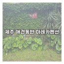 마레카민박 | [제주] 애견동반펜션 마레카펜션/금능해변 주변 펜션