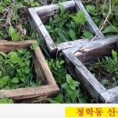 청학이 머무르는 산삼마루