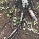 자작나무쉼터 이미지