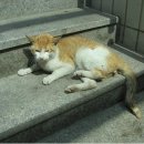 영림축산 이미지