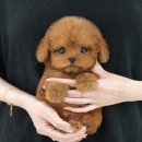 인천 강아지분양 고양이분양 미유펫 이미지