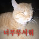대흥동물병원 | 안안녕하세요, 7월입니다.