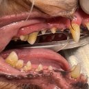 내아이 동물병원 이미지